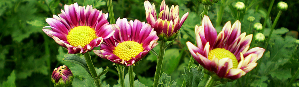 免费ddos在线攻击